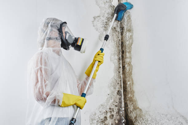 Best Health and Safety Mold Remediation in Telford, TN