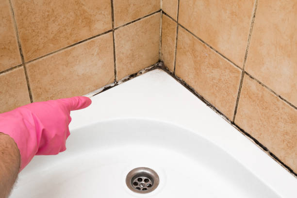 Best Localized Mold Remediation (e.g., coastal areas, humid climates) in Telford, TN